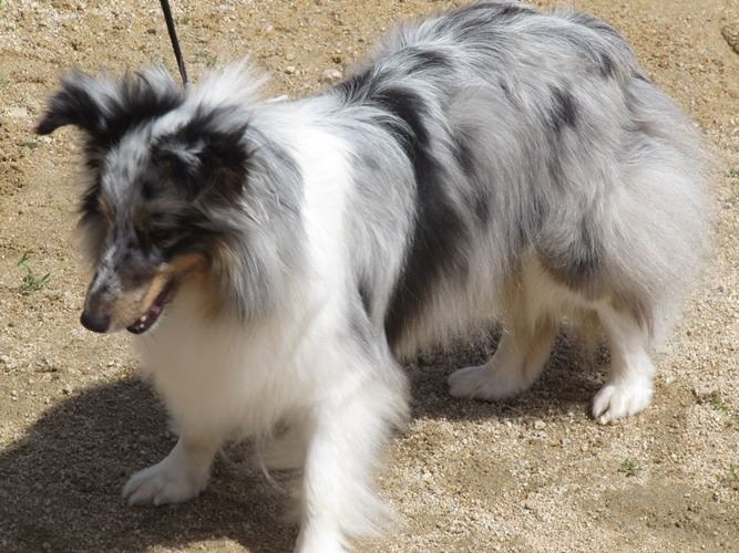 CH. J'imagine bleue des Crocs de Provence - R.C.A.C.S. et R.C.A.C.I.B.