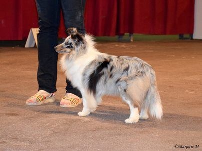 CH. J'imagine bleue des Crocs de Provence - 1ère Excellent