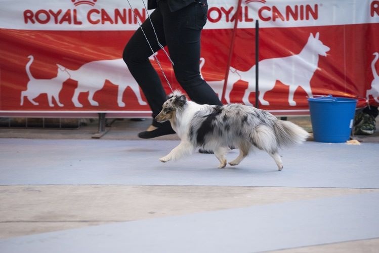 CH. J'imagine bleue des Crocs de Provence - C.A.C.S. et C.A.C.I.B.