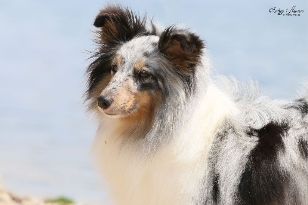 CH. J'imagine bleue des Crocs de Provence - Excellent