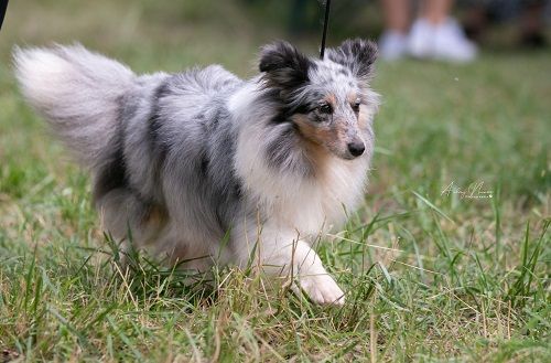 CH. J'imagine bleue des Crocs de Provence - C.A.C.I.B.V. et Meilleur de race Vétéran