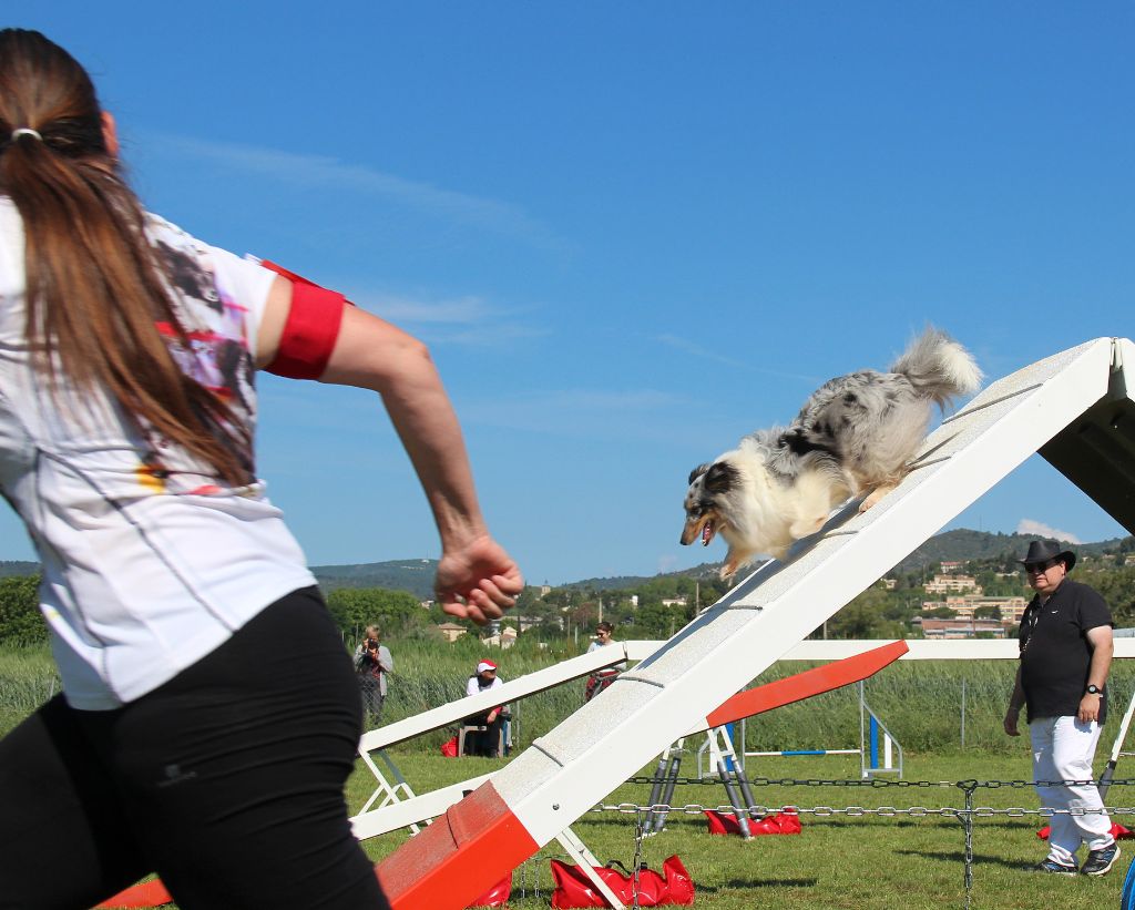 CH. J'imagine bleue des Crocs de Provence - 21ème