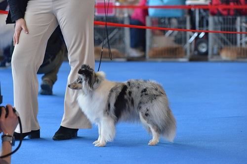 CH. J'imagine bleue des Crocs de Provence - C.A.C. et C.A.C.I.B.