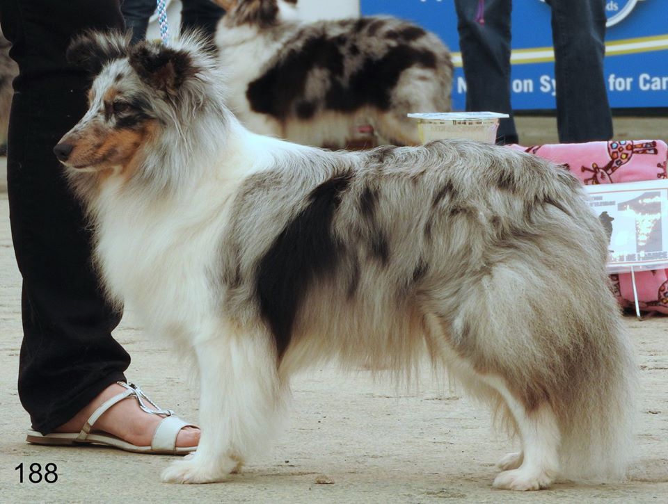 CH. J'imagine bleue des Crocs de Provence - C.A.C.M. et R.C.A.C.I.B.