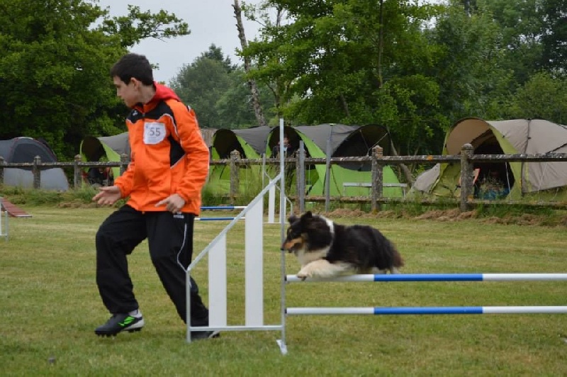Féline brune des Crocs de Provence - Championne de France