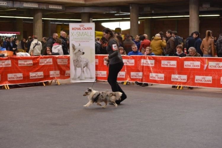 CH. J'imagine bleue des Crocs de Provence - 1er Excellent