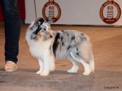 CH. J'imagine bleue des Crocs de Provence - 1ère Excellent