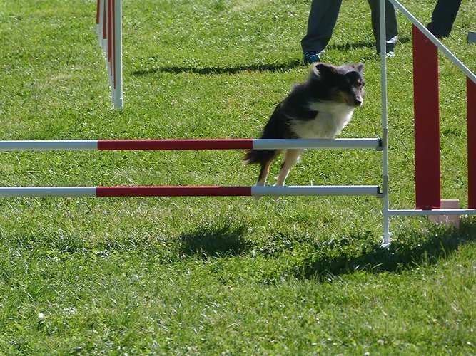 Féline brune des Crocs de Provence - Pas qualifiée
