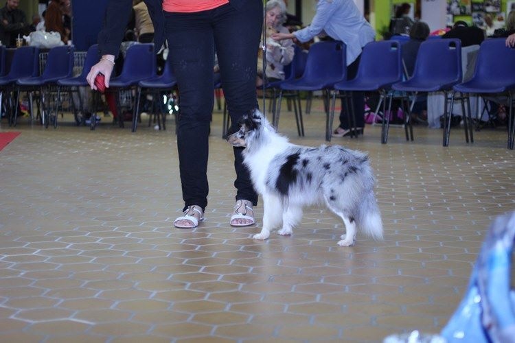 CH. J'imagine bleue des Crocs de Provence - C.A.C.S. et R.C.A.C.I.B.