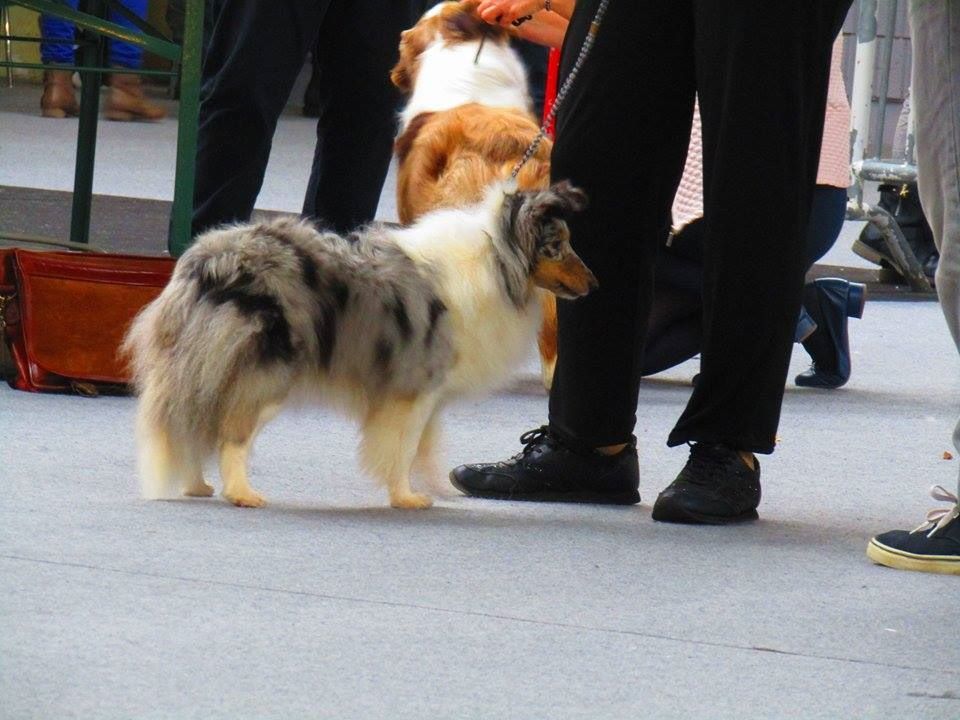 CH. J'imagine bleue des Crocs de Provence - Excellent