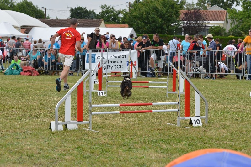 Féline brune des Crocs de Provence - 7èmes