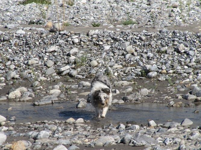 CH. J'imagine bleue des Crocs de Provence - C.A.E.S.C. et Passagility
