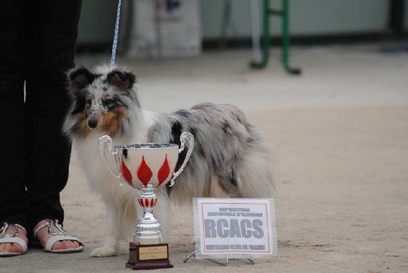 CH. J'imagine bleue des Crocs de Provence - R.C.A.C.S.