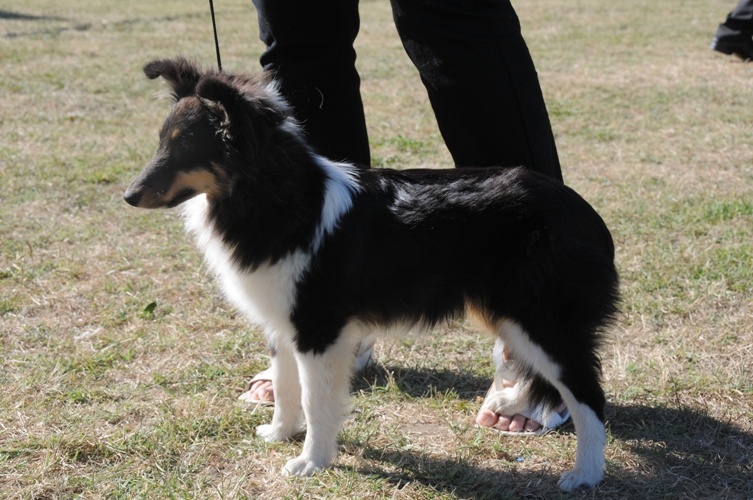 Féline brune des Crocs de Provence - 2ème Excellent