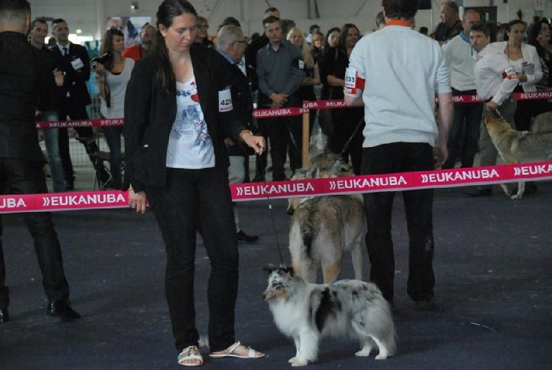 CH. J'imagine bleue des Crocs de Provence - Excellent