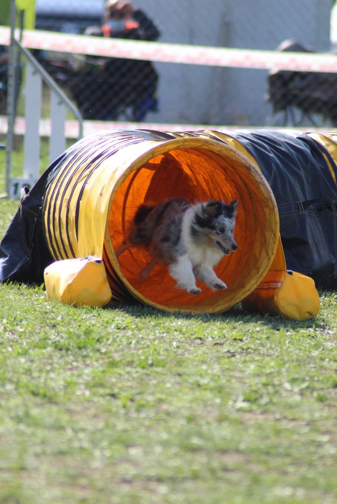CH. J'imagine bleue des Crocs de Provence - Qualifiée pour la finale