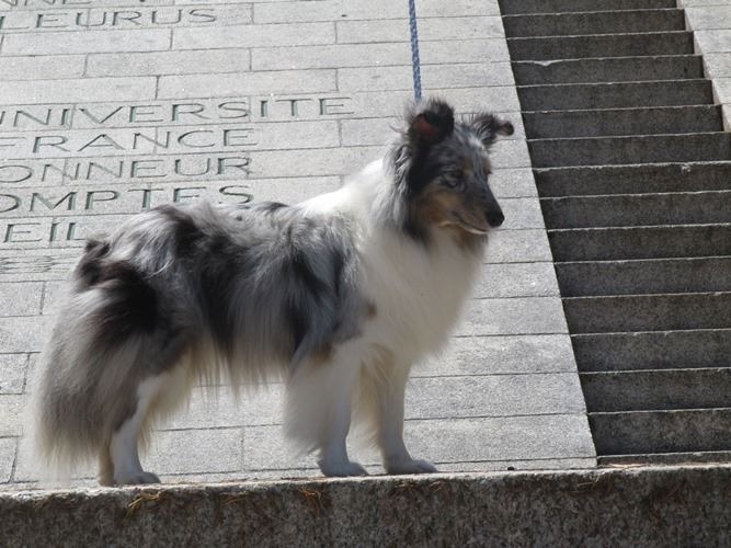 CH. J'imagine bleue des Crocs de Provence - R.C.A.C.S