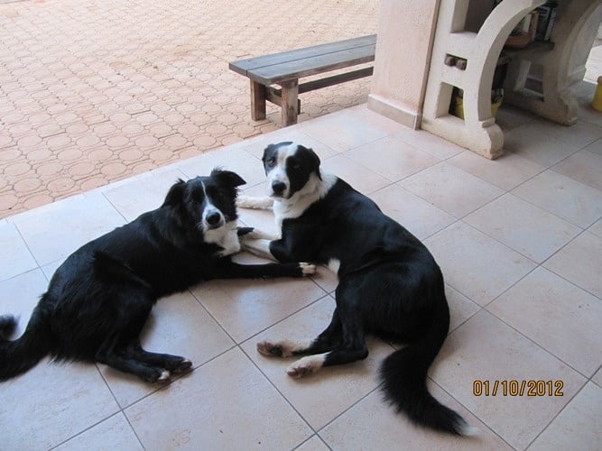 Foxie des Crocs de Provence - Excellent