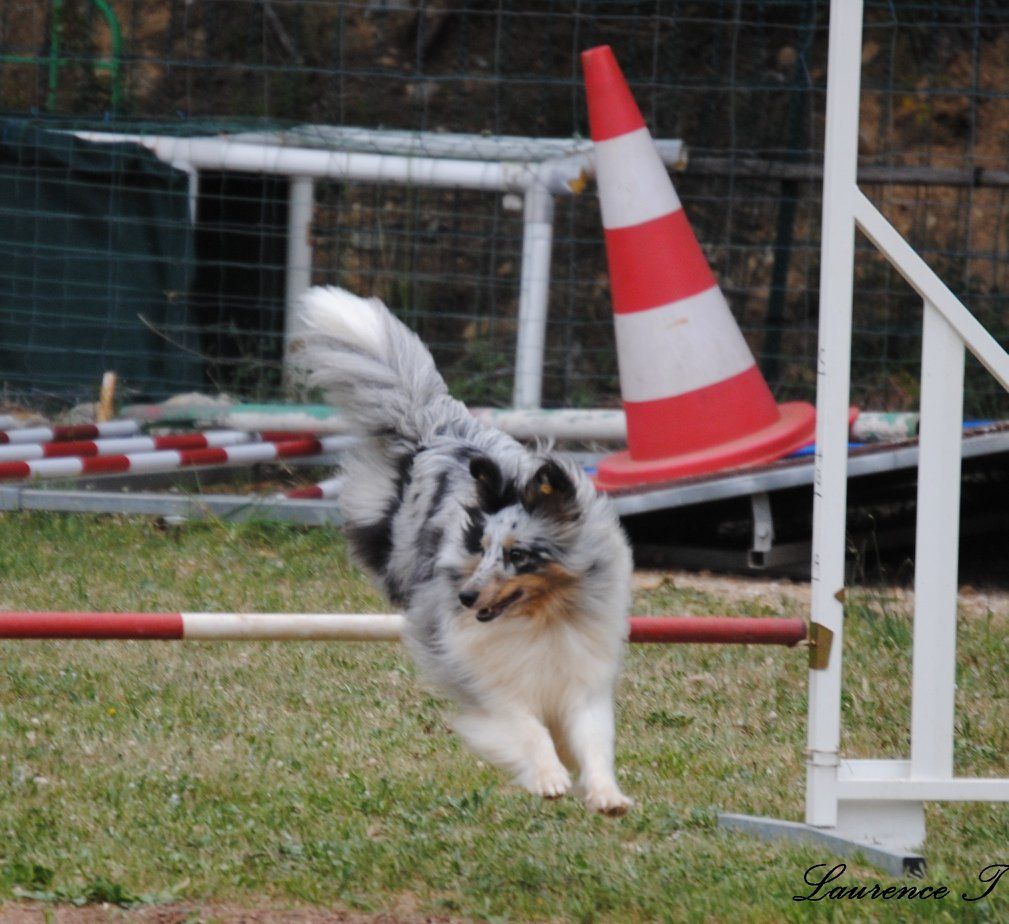 CH. J'imagine bleue des Crocs de Provence - Pas qualifiée