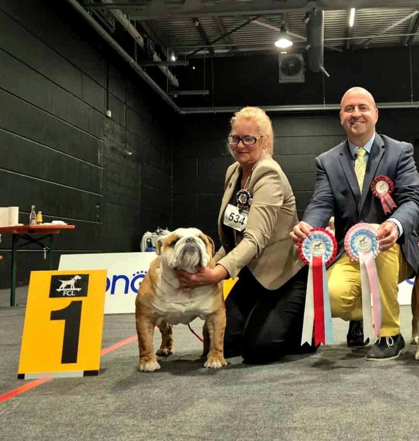 bagibeli Don quixote multi jch - 1.Ex CACL CACIB BEST MALE BEST OF BREED