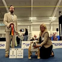 bagibeli Don quixote multi jch - Champion Classe: 1.Exellent CAC CACIB