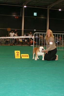 CH. Int,vdh.ch,jch nl, b, vdh, mister mc-laren of Nocturnal Beauty - Open Class: 2.Exellent - RCac-RCacib