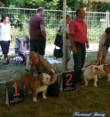 CH. Int,vdh.ch,jch nl, b, vdh, mister mc-laren of Nocturnal Beauty - 1.Exellent Anw.Dt.Ch.VDH-CAC-CACIB