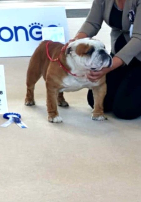 bagibeli Don quixote multi jch - Open Classe: 1.Exellent RCAC/RCACIB