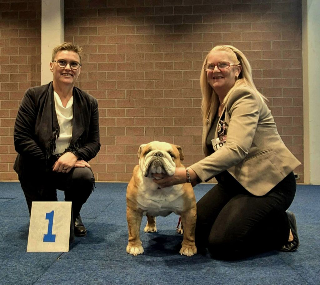 bagibeli Don quixote multi jch - Champion Classe: 1.Exellent CAC/CACIB BEST MALE BOS