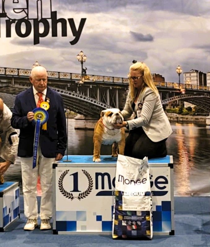 bagibeli Don quixote multi jch - Champion Classe: 1.Exellent CAC/CACIB BEST MALE BOB- BIS OF GROUP