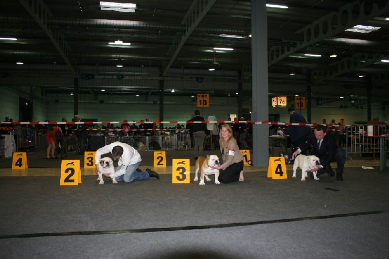 CH. Int,vdh.ch,jch nl, b, vdh, mister mc-laren of Nocturnal Beauty - Classe ouvert: 3.Exellent