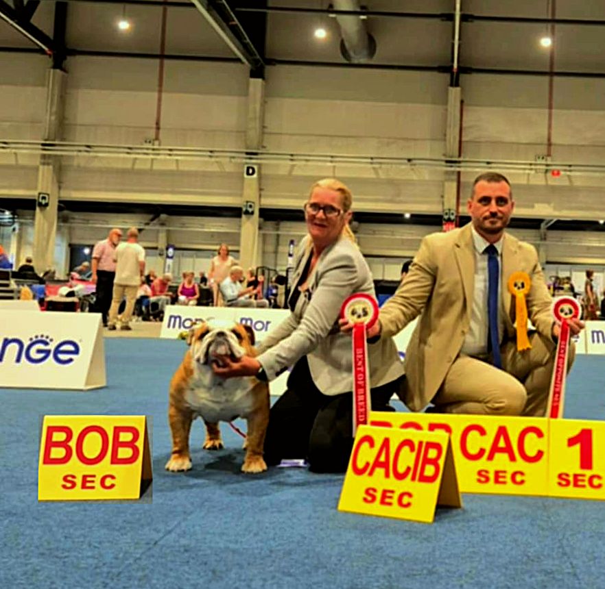 bagibeli Don quixote multi jch - Champion Classe: 1.Exellent CAC/CACIB BEST MALE BOB