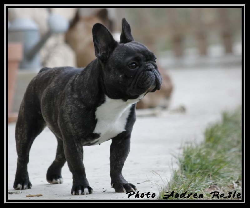 Publication : du Chevalier Gascon