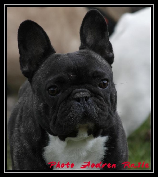 Publication : du Chevalier Gascon