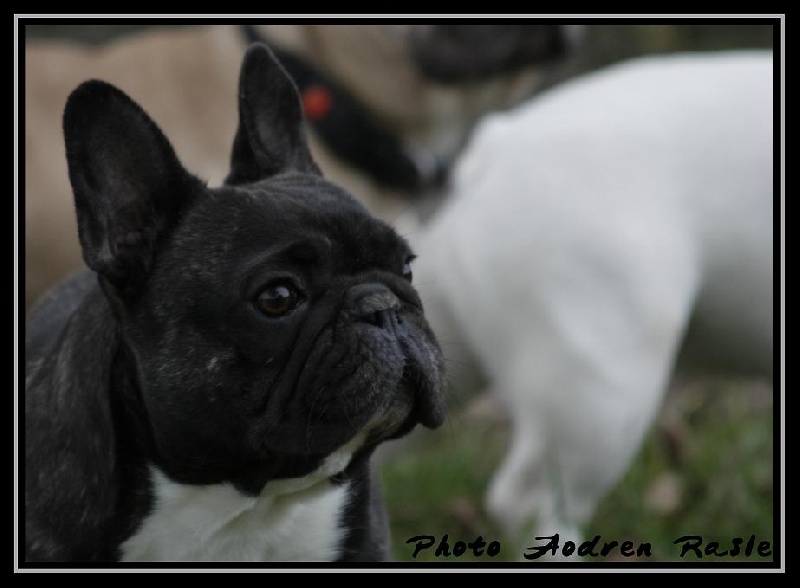 Publication : du Chevalier Gascon