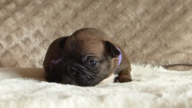 Satanée Alexis Carrington