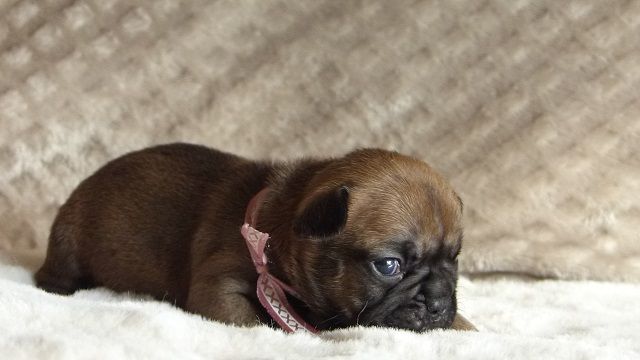 Sauvage Kirby Anders