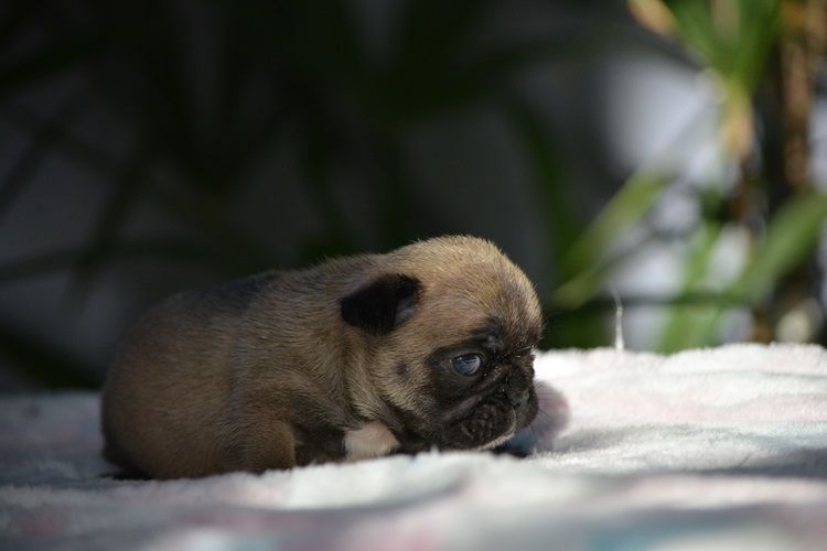 Bouledogue français - du Chevalier Gascon