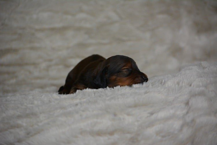 ANNA NETREBKO - Teckel poil long