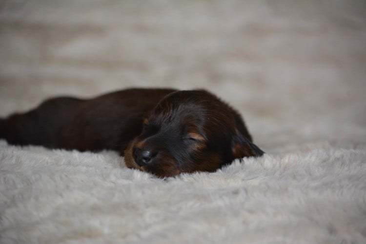 ANDREA ZANI - Teckel poil long