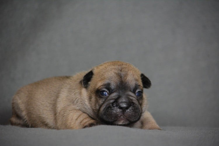 A Soda Pop - Bouledogue français