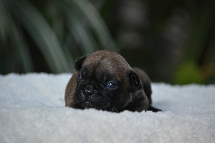 Anthurium Pourpre - Bouledogue français