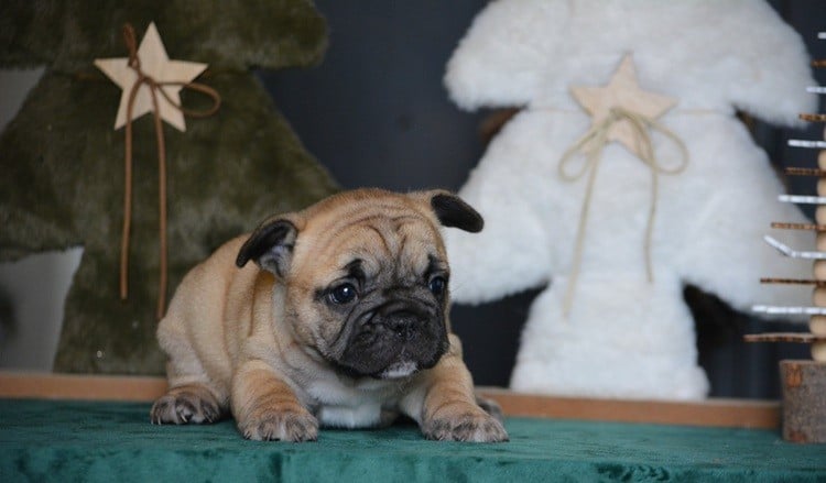 Bouledogue français - du Chevalier Gascon