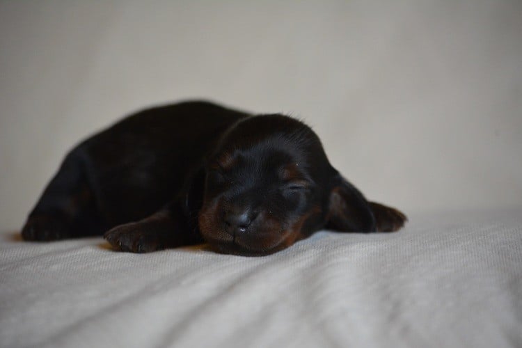 A CONFUSIONE - Teckel poil long