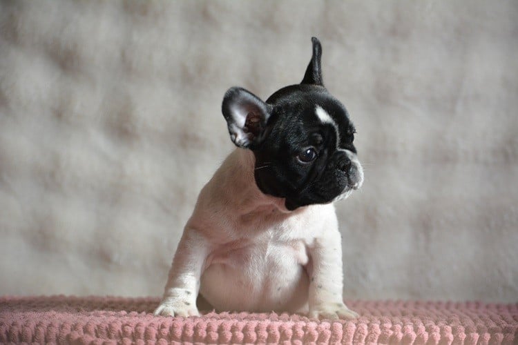 Bouledogue français - du Chevalier Gascon