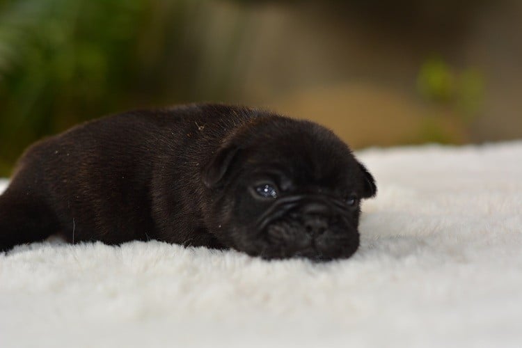 Bouledogue français - du Chevalier Gascon