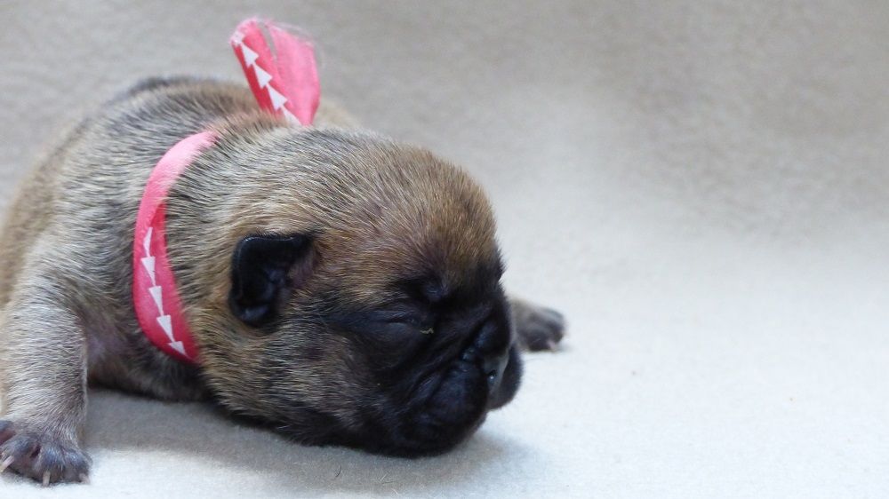 Sois Belle et Tais Toi