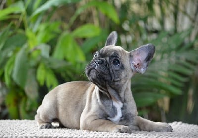 Les chiots de Bouledogue français