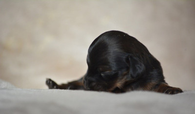 Les chiots de Teckel poil long