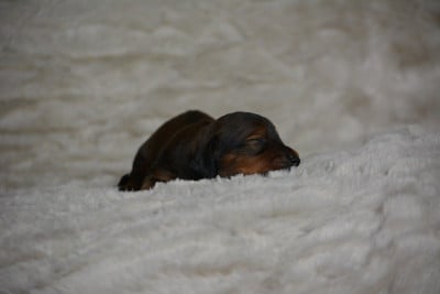 Les chiots de Teckel poil long